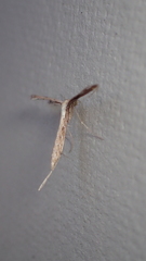 Stenoptilodes brevipennis