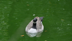 Branta canadensis