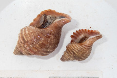 Neptunea decemcostata