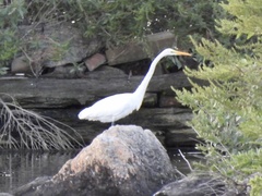 Ardea alba