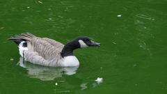 Branta canadensis