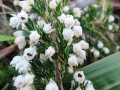 Erica triflora triflora