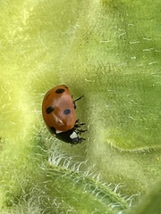 Coccinella septempunctata