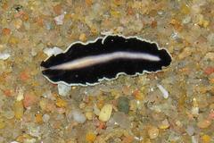 Pseudoceros paralaticlavus