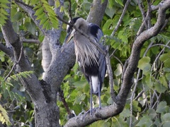 Ardea herodias