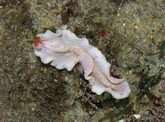 Phrikoceros fritillus