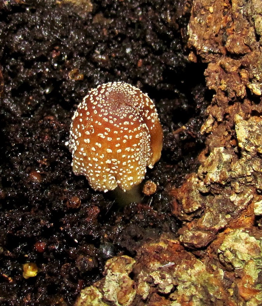 Coprinellus domesticus · March 2012 · photo: © hhulsberg (iNaturalist, cc-by)