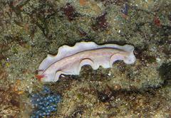 Phrikoceros fritillus