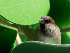 Passer domesticus