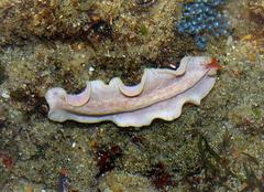Phrikoceros fritillus