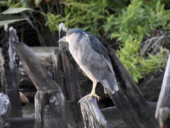Nycticorax nycticorax