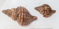 Neptunea decemcostata