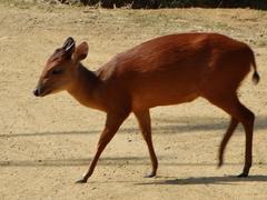 Cephalophorus natalensis natalensis