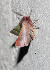 Drepanogynis asteiochlora