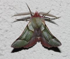 Drepanogynis asteiochlora