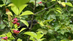 Turdus merula