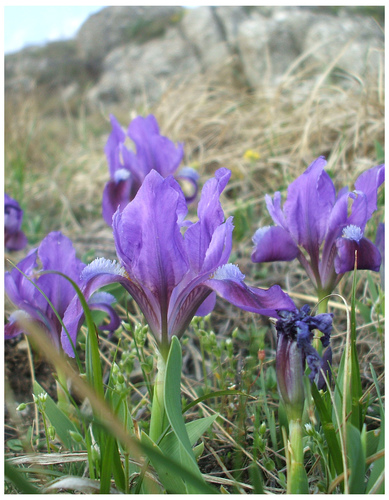 Dwarf Iris
