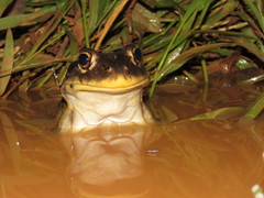 Leptodactylus vastus