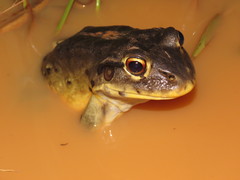 Leptodactylus vastus