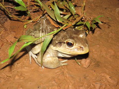 Leptodactylus vastus