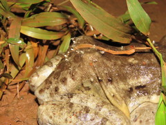 Leptodactylus vastus