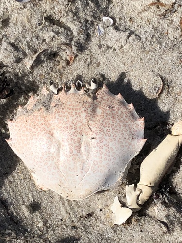 Ocellate Lady Crab, Martha's Vineyard, Edgartown, MA, US, photo 9 of 10