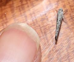 Yponomeuta fumigatus
