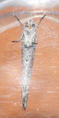 Yponomeuta fumigatus