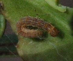 Yponomeuta fumigatus