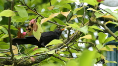 Turdus merula