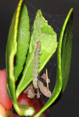 Yponomeuta fumigatus