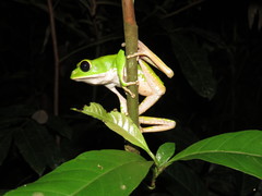Phyllomedusa camba