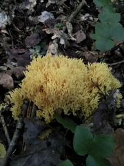 Ramaria flava