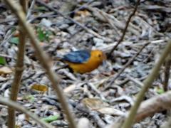 Cossypha natalensis natalensis