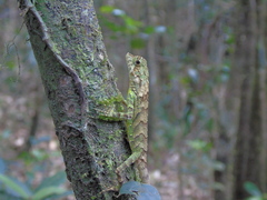 Ceratophora erdeleni