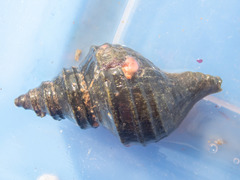 Neptunea decemcostata