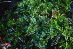 Plagiomnium cuspidatum