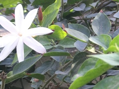 Jasminum officinale