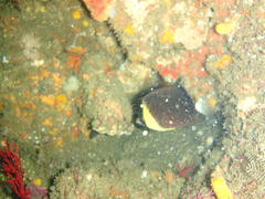 Chaetodon blackburnii