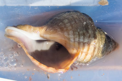 Neptunea decemcostata