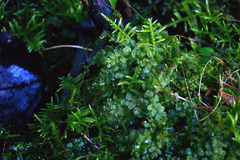 Plagiomnium cuspidatum