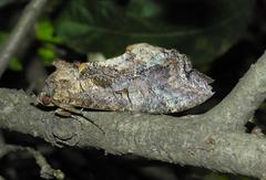 Lepidoptera