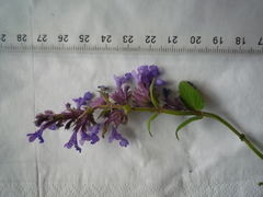 Nepeta grandiflora