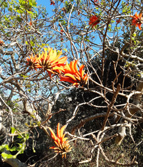 Erythrina lysistemon