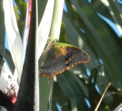Charaxes candiope