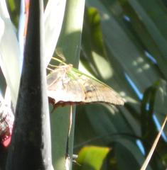 Charaxes candiope
