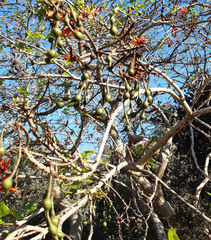 Erythrina lysistemon