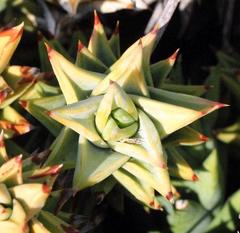 Astroloba rubriflora