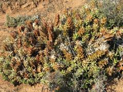 Astroloba rubriflora