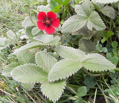 Potentilla atrosanguinea